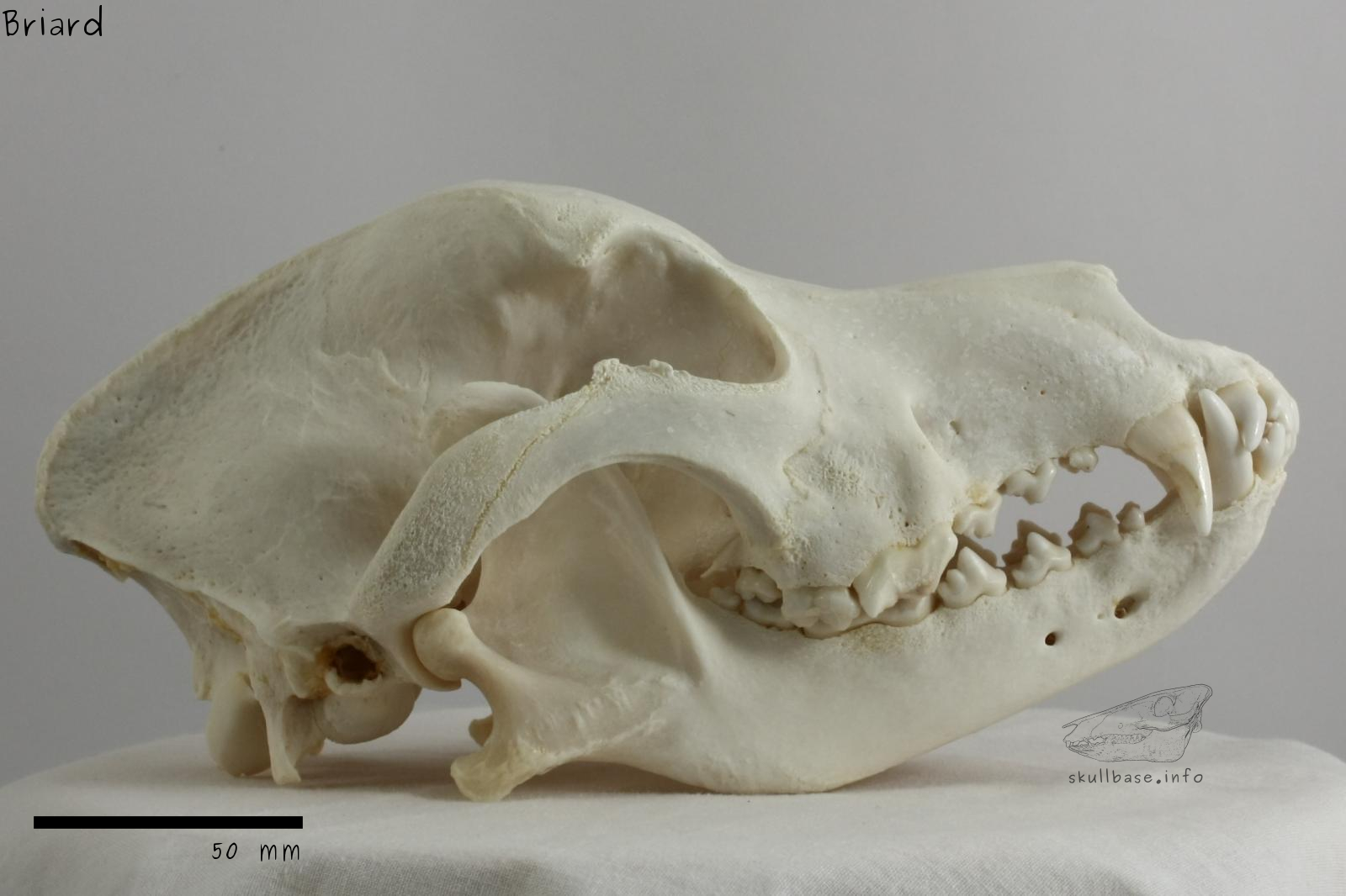 Briard (Canis lupus familiaris) skull lateral view