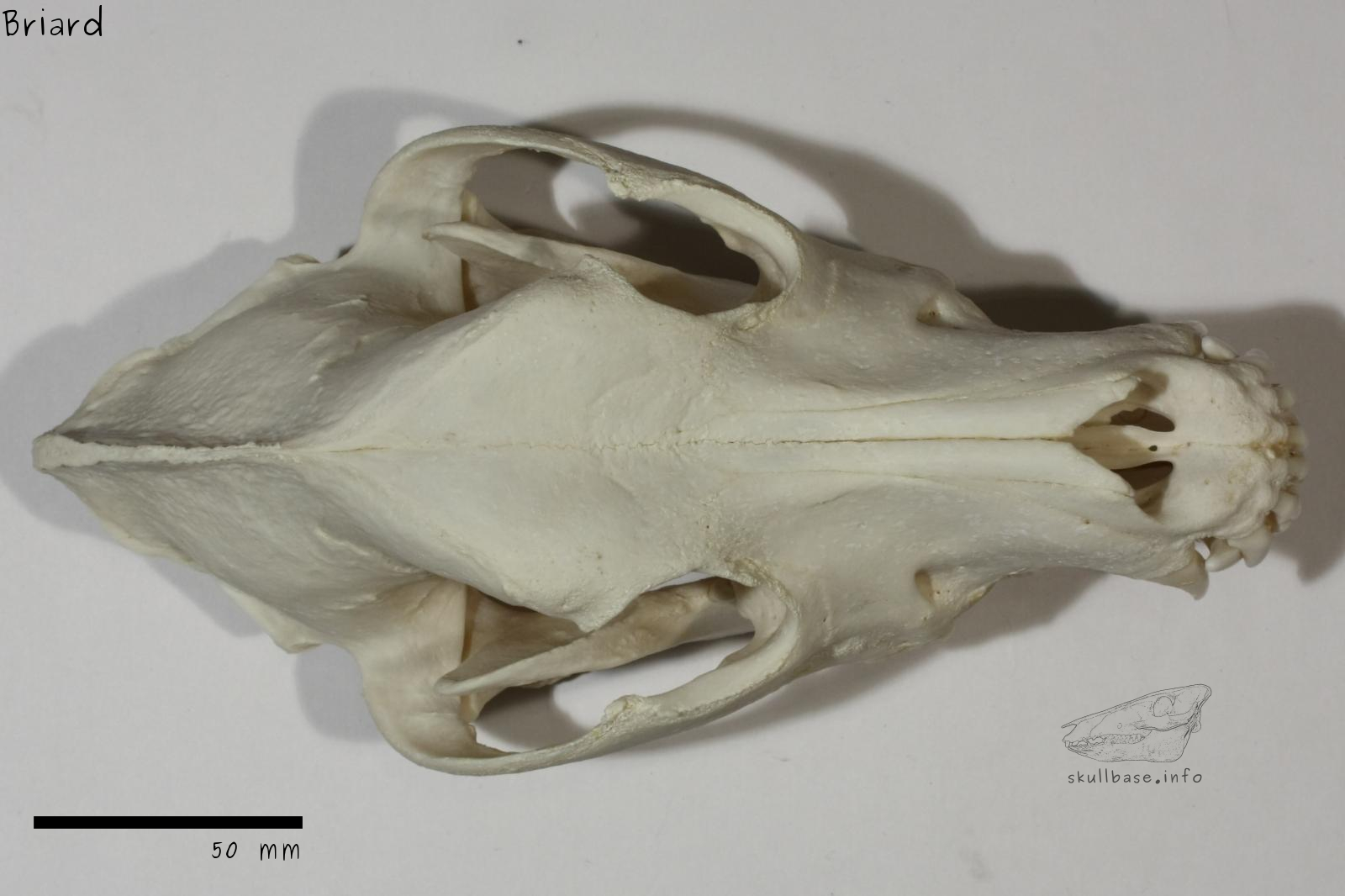 Briard (Canis lupus familiaris) skull dorsal view