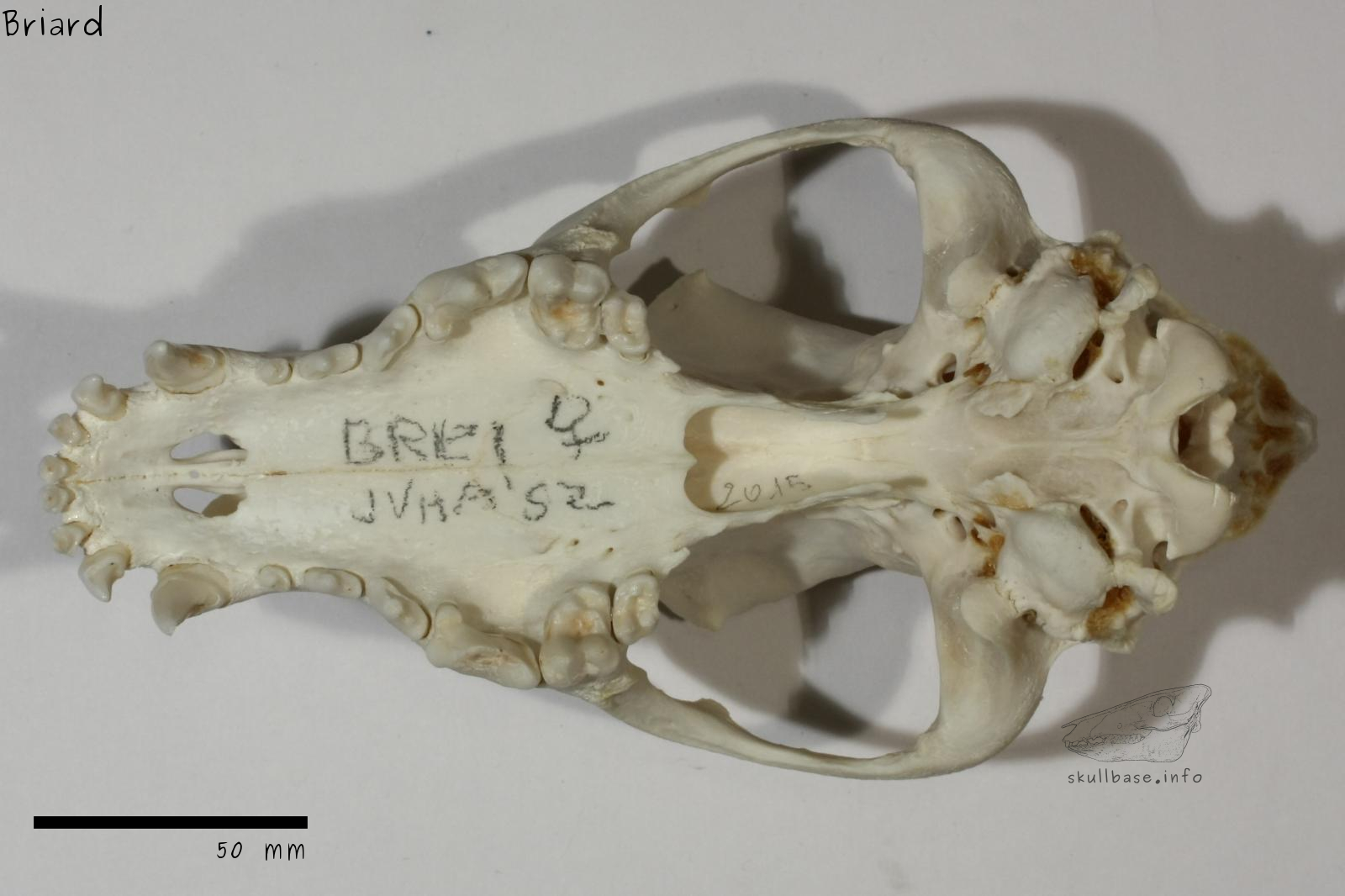 Briard (Canis lupus familiaris) skull ventral view