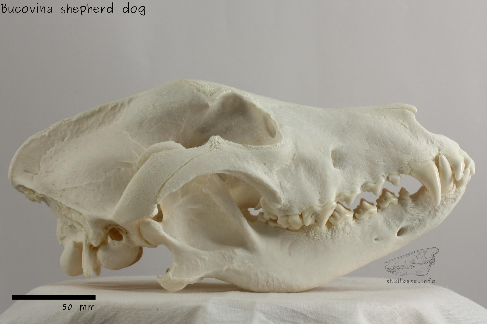 Bucovina shepherd dog (Canis lupus familiaris) skull lateral view