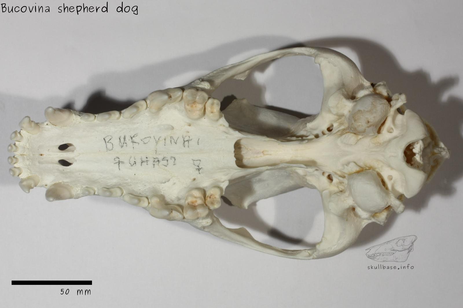 Bucovina shepherd dog (Canis lupus familiaris) skull ventral view