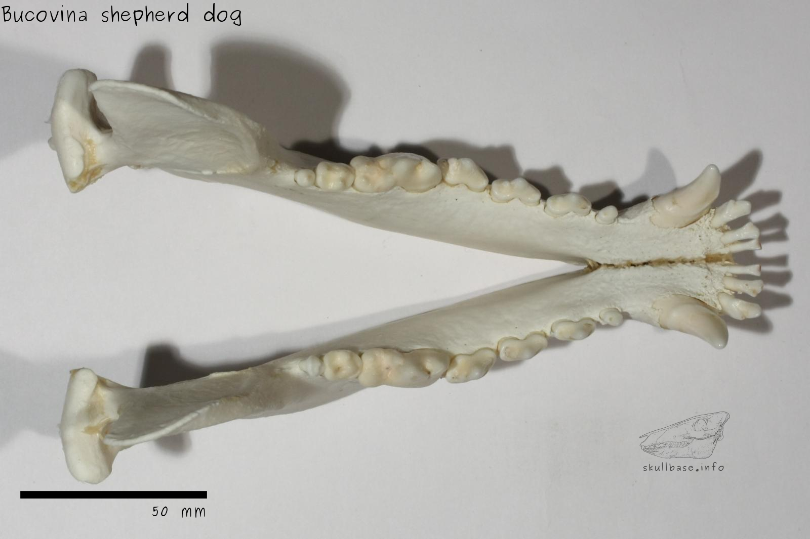 Bucovina shepherd dog (Canis lupus familiaris) jaw