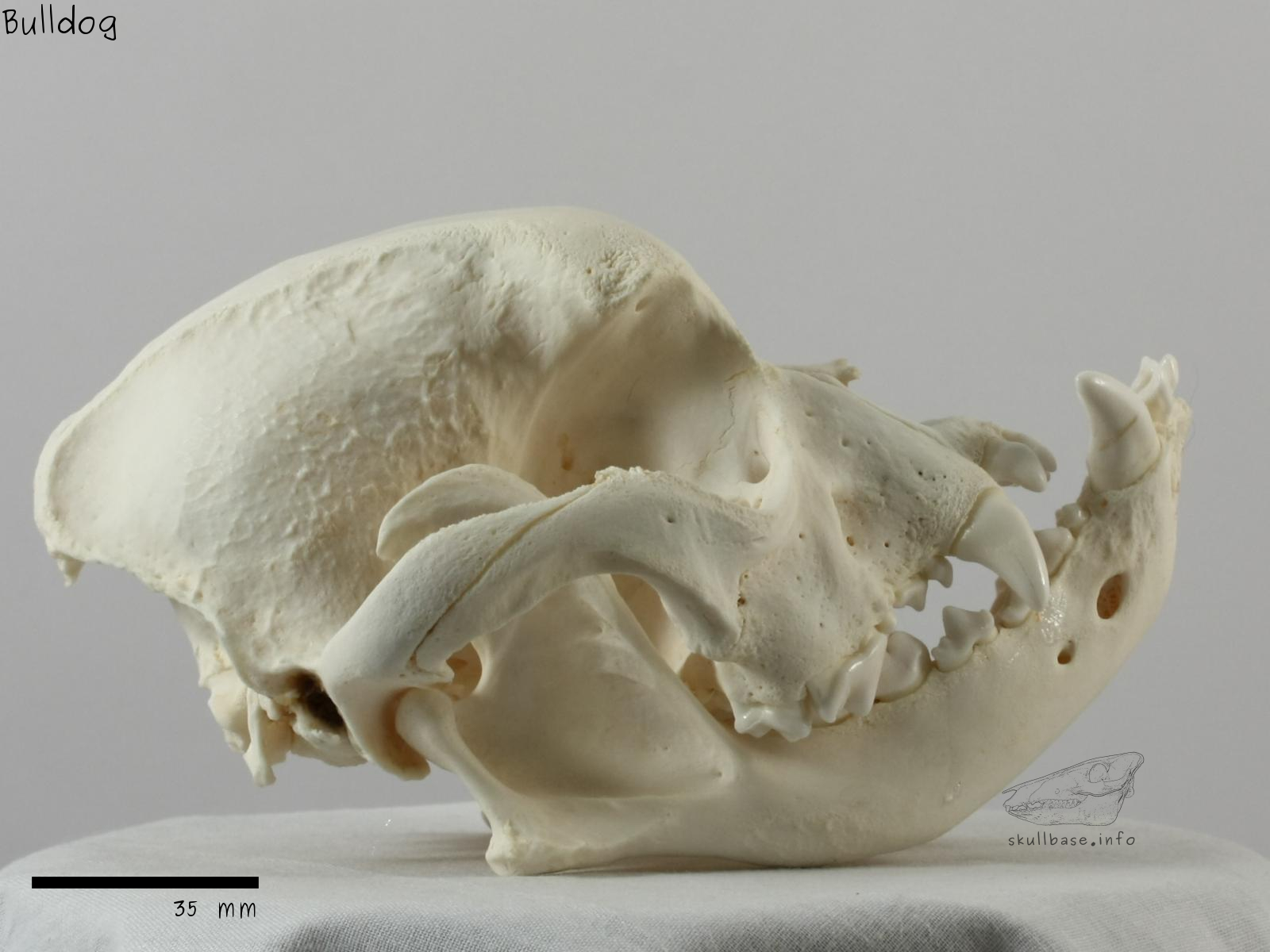 Bulldog (Canis lupus familiaris) skull lateral view