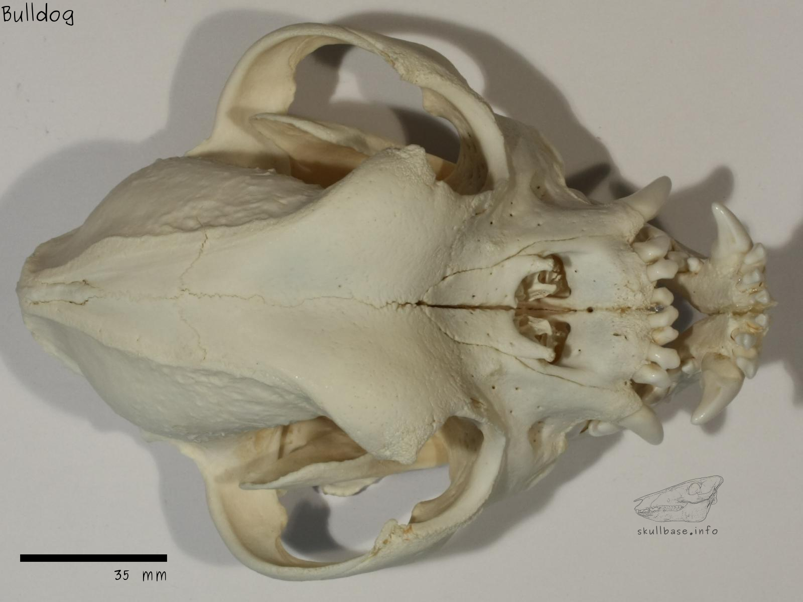 Bulldog (Canis lupus familiaris) skull dorsal view