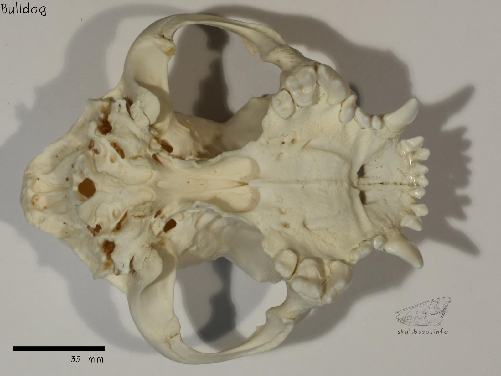 Bulldog (Canis lupus familiaris) skull ventral view