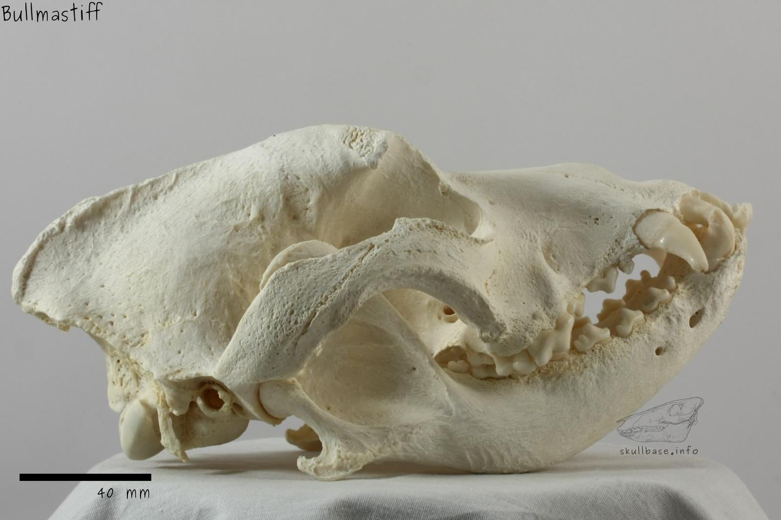 Bullmastiff (Canis lupus familiaris) skull lateral view