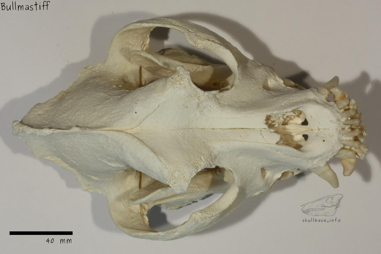 Bullmastiff (Canis lupus familiaris) skull dorsal view