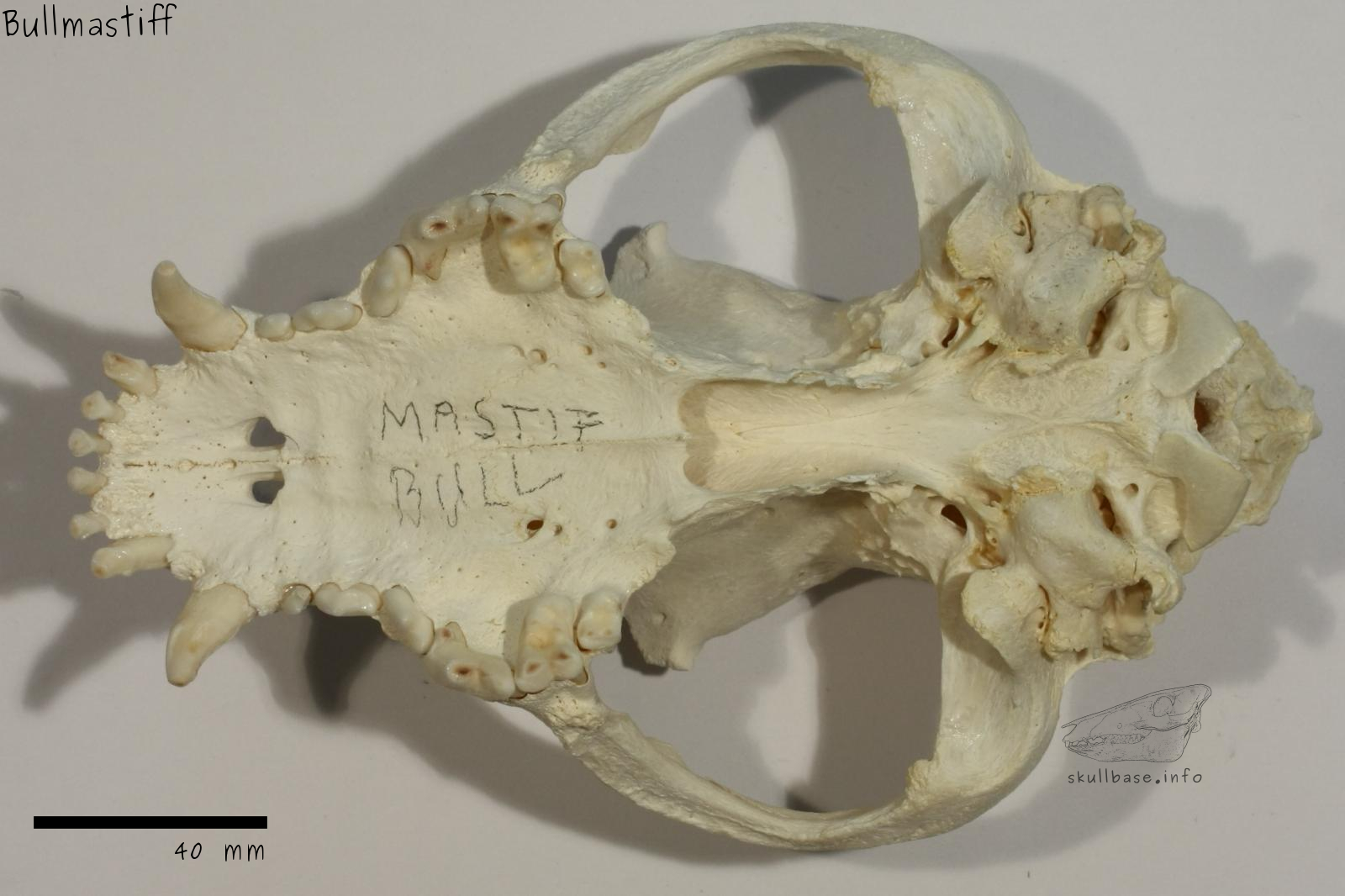Bullmastiff (Canis lupus familiaris) skull ventral view