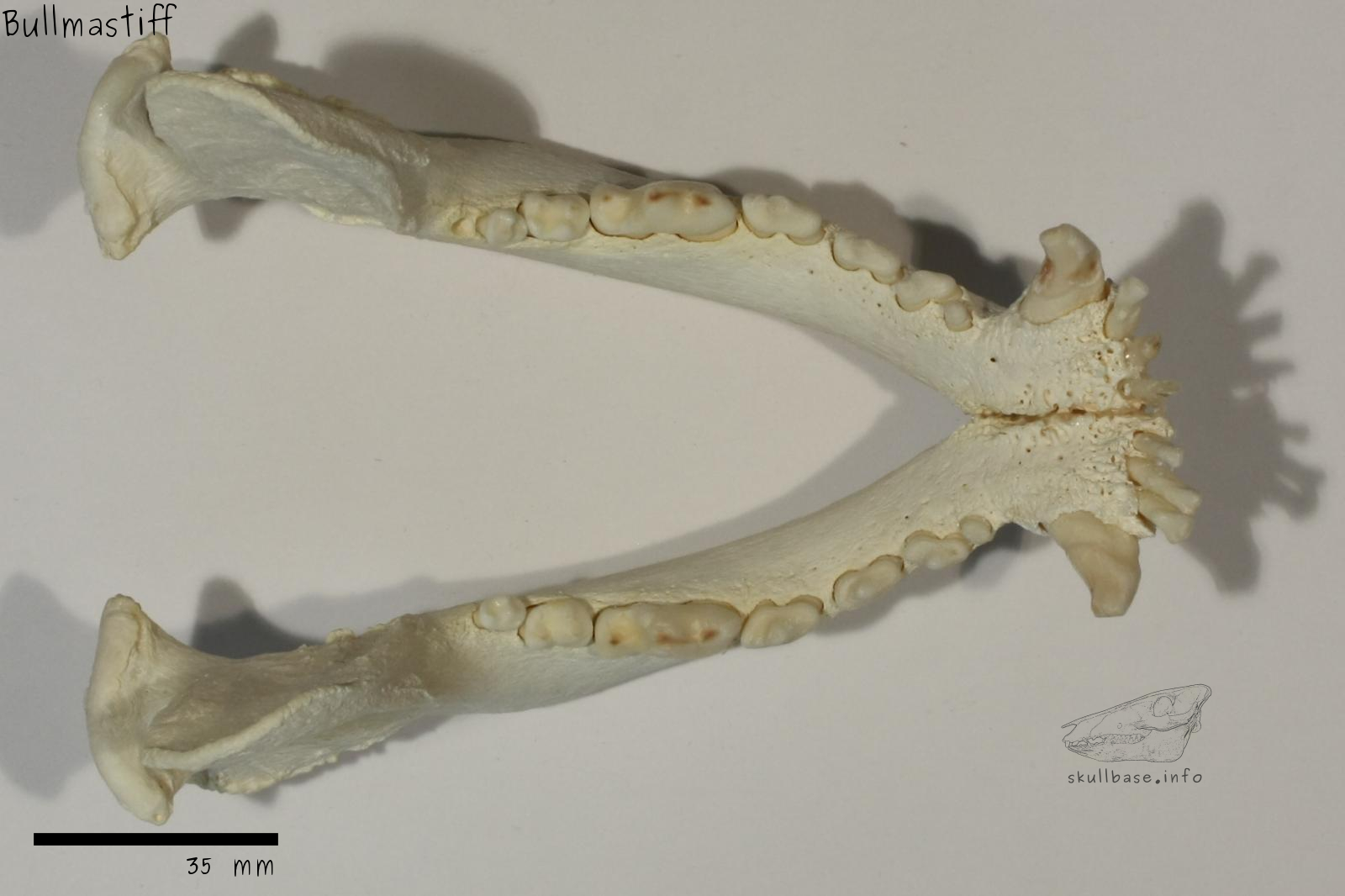 Bullmastiff (Canis lupus familiaris) jaw