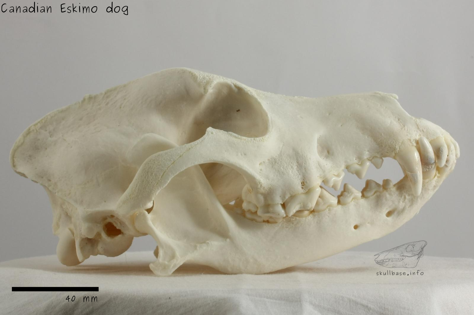 Canadian Eskimo dog (Canis lupus familiaris) skull lateral view