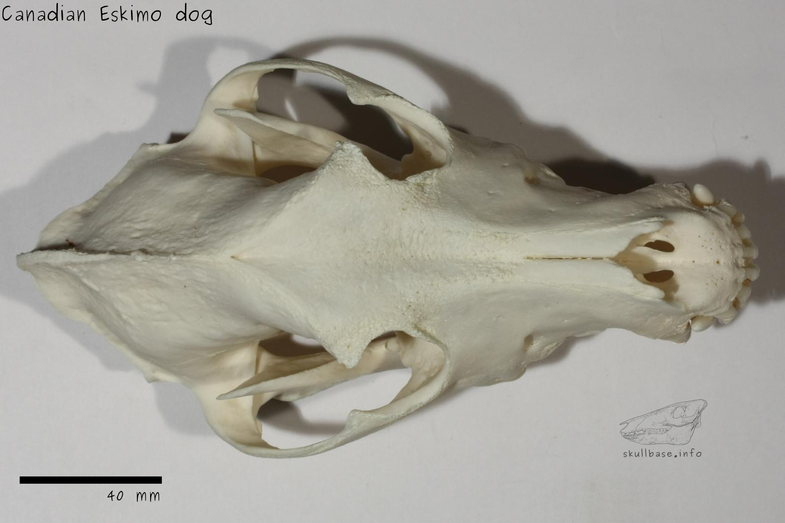 Canadian Eskimo dog (Canis lupus familiaris) skull dorsal view