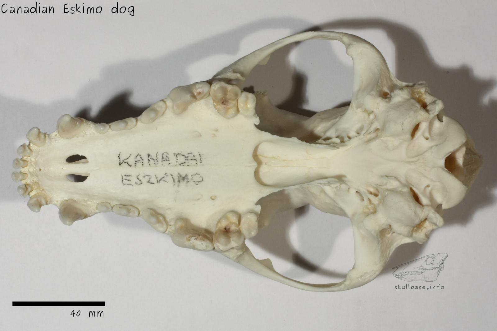 Canadian Eskimo dog (Canis lupus familiaris) skull ventral view
