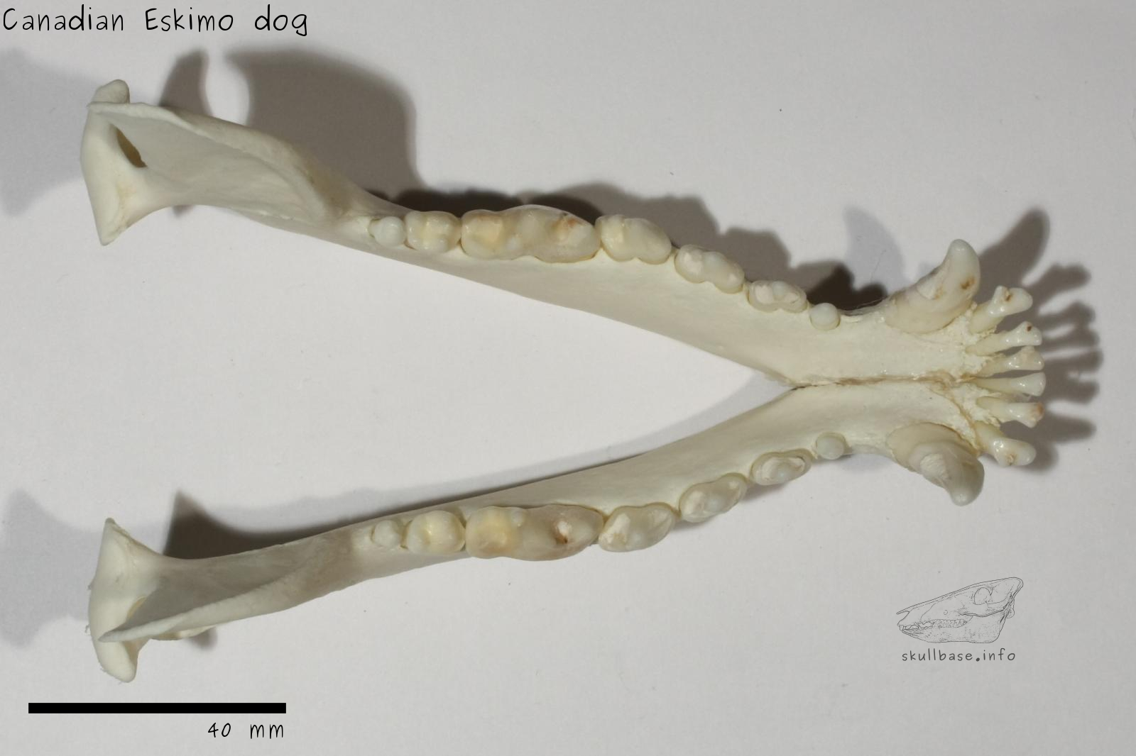 Canadian Eskimo dog (Canis lupus familiaris) jaw