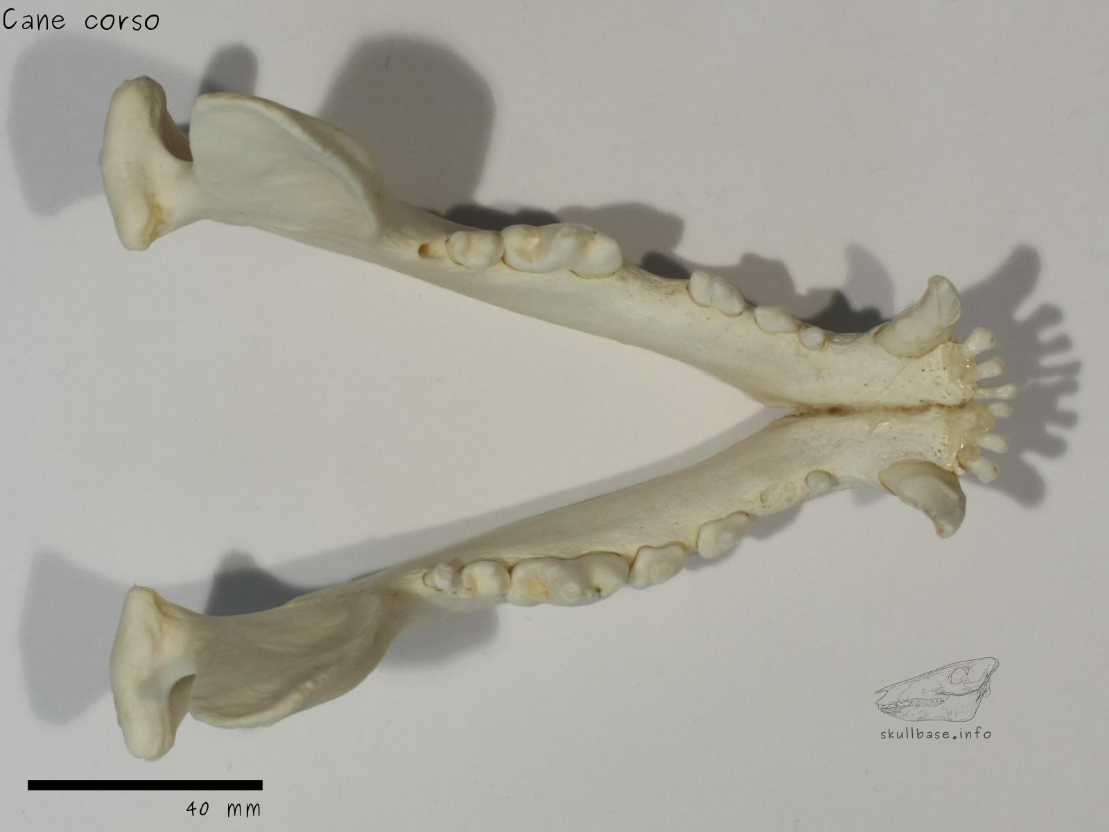 Cane corso (Canis lupus familiaris) jaw