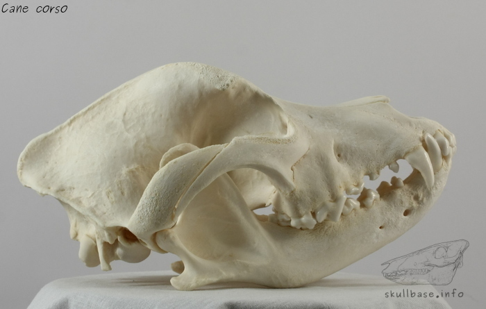 Cane corso (Canis lupus familiaris) skull