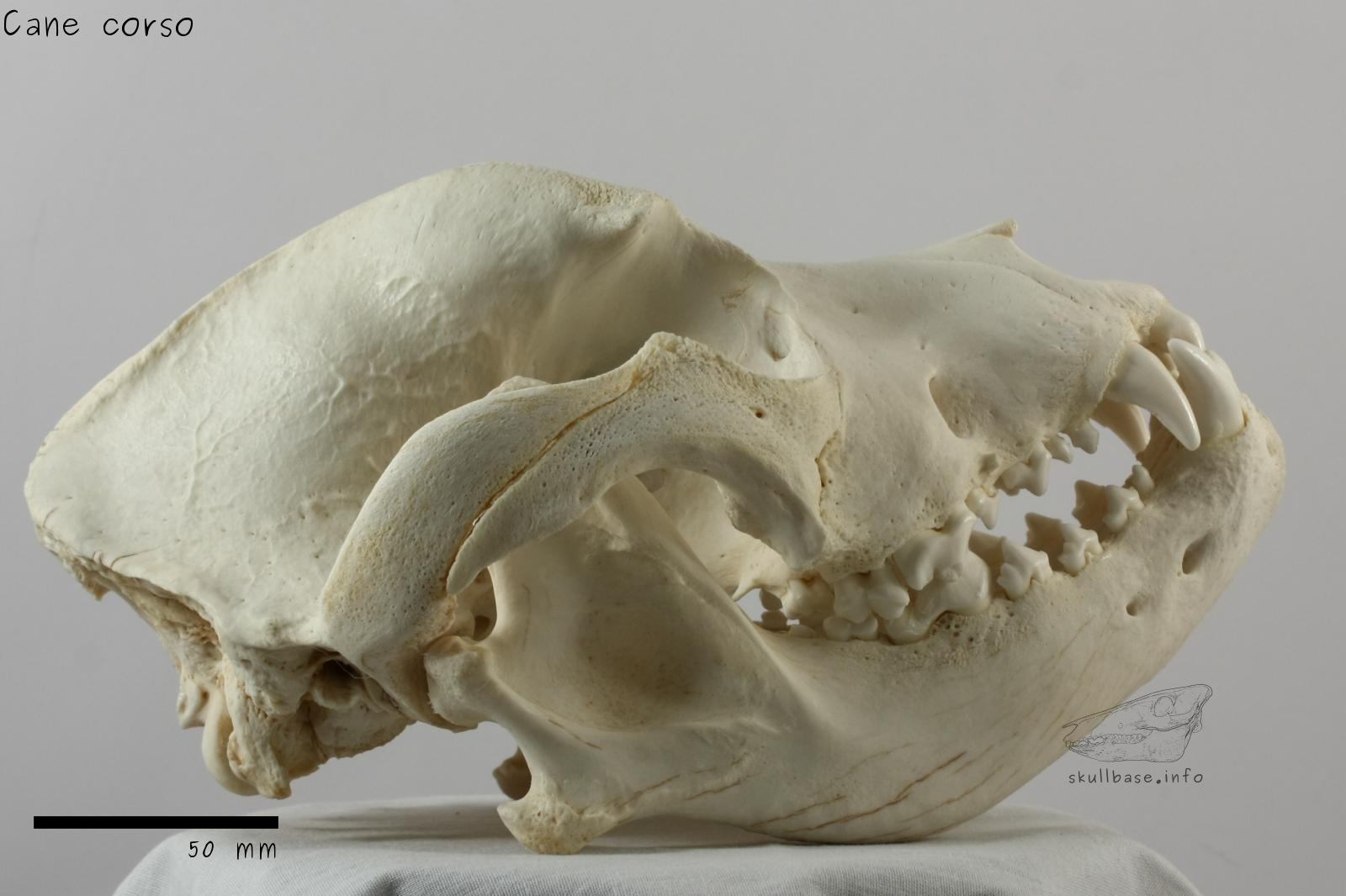 Cane corso (Canis lupus familiaris) skull lateral view