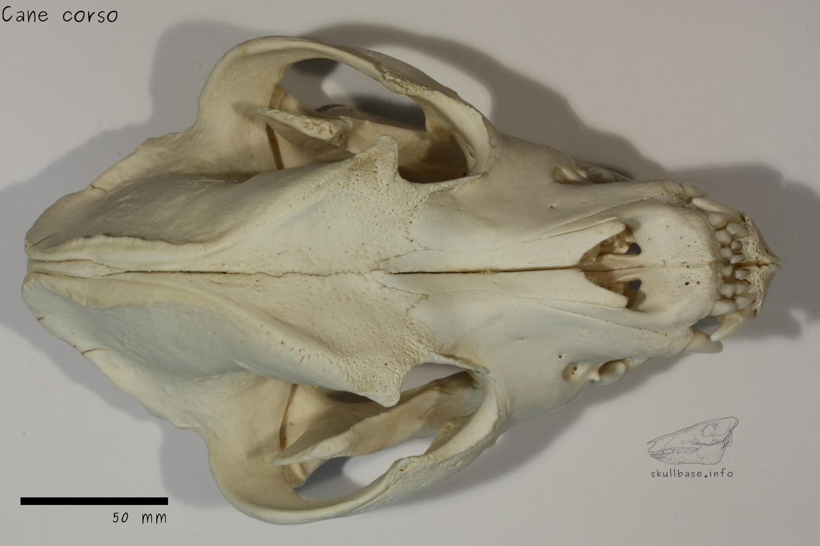 Cane corso (Canis lupus familiaris) skull dorsal view