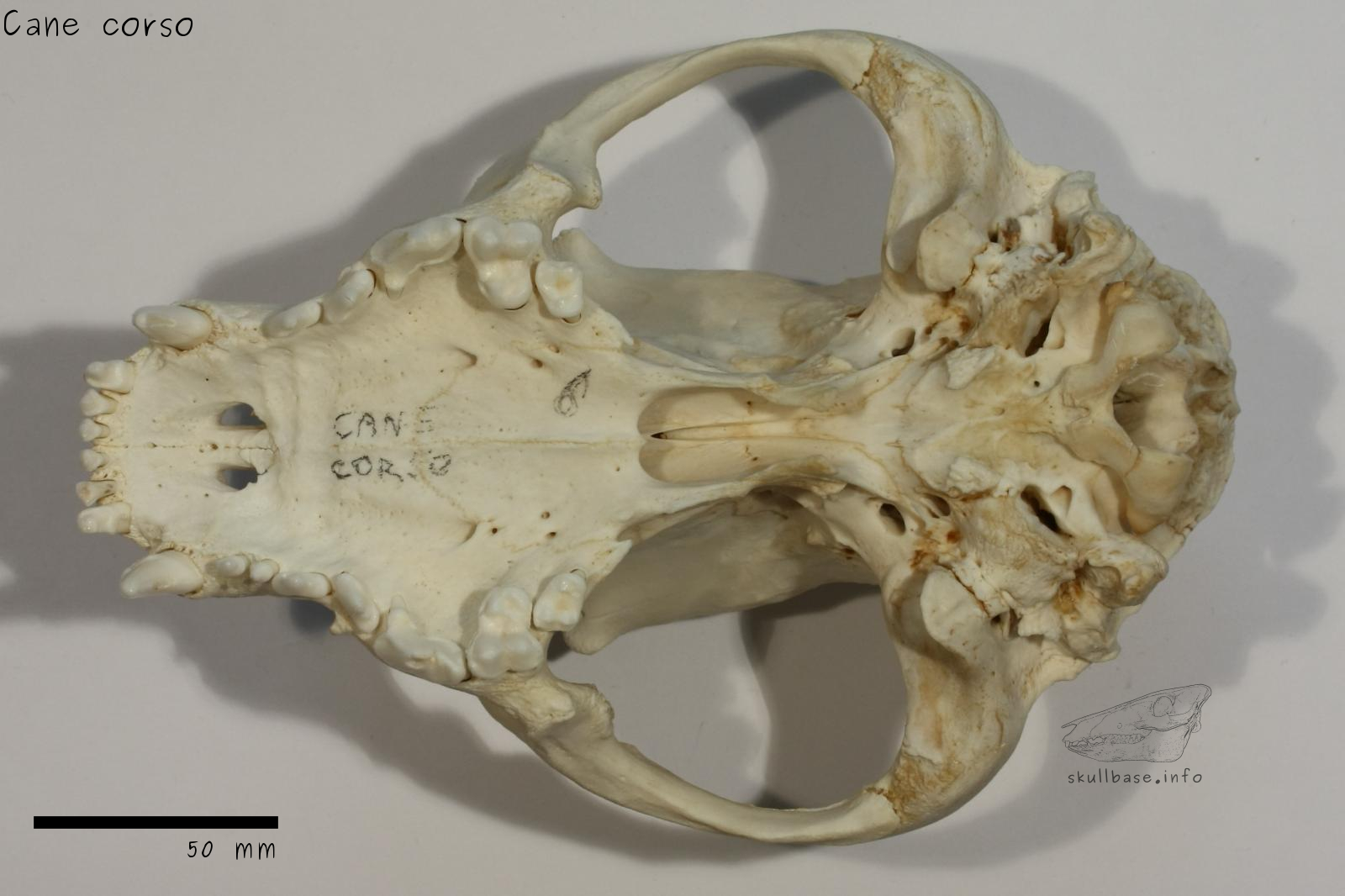 Cane corso (Canis lupus familiaris) skull ventral view
