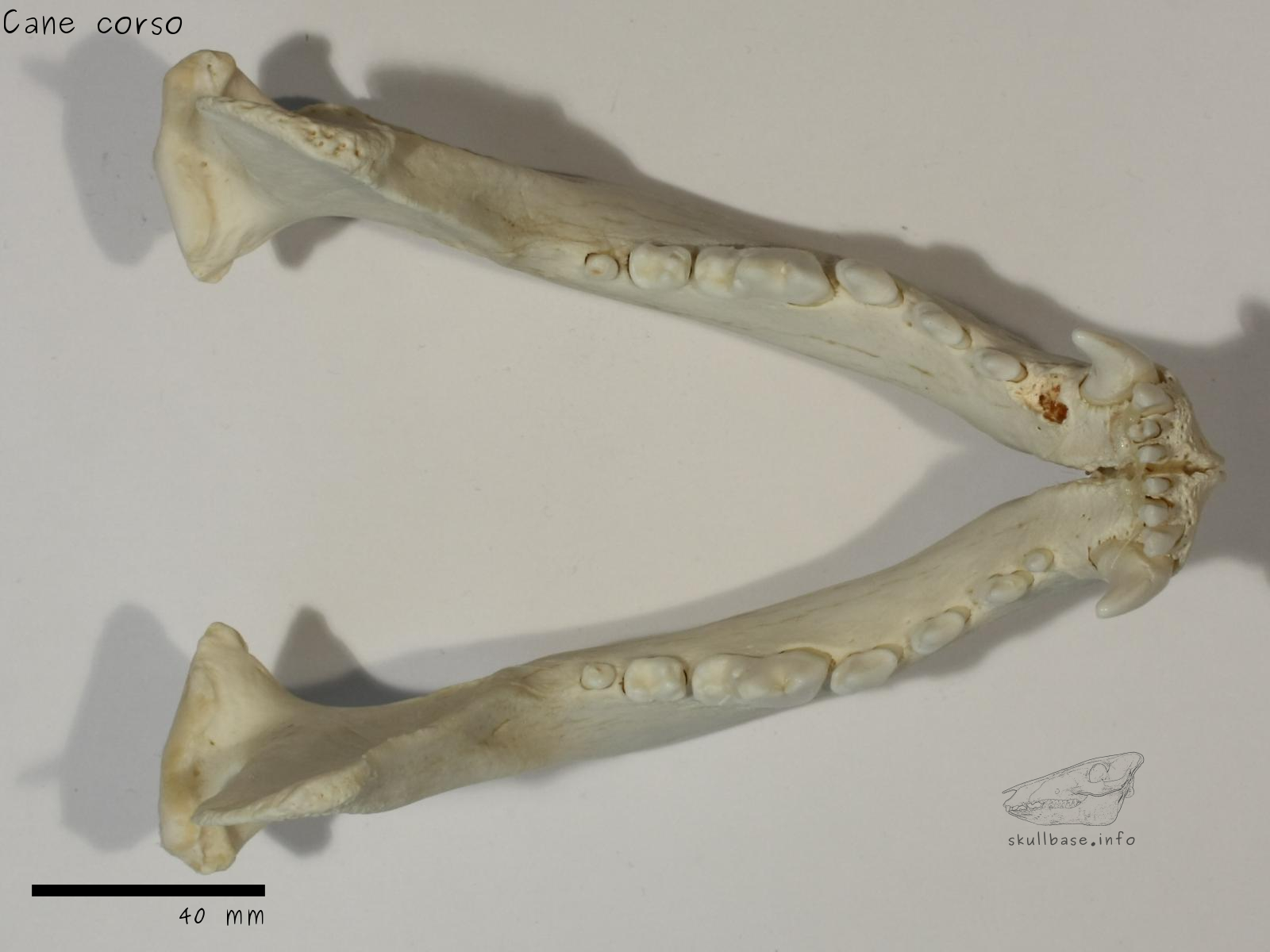 Cane corso (Canis lupus familiaris) jaw