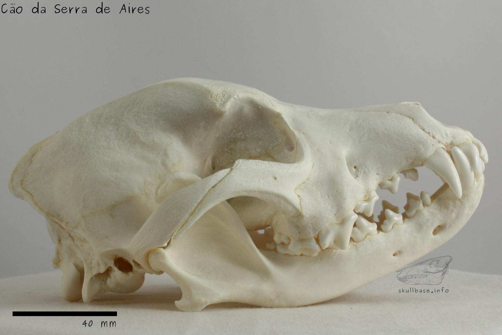 Cão da Serra de Aires (Canis lupus familiaris) skull lateral view
