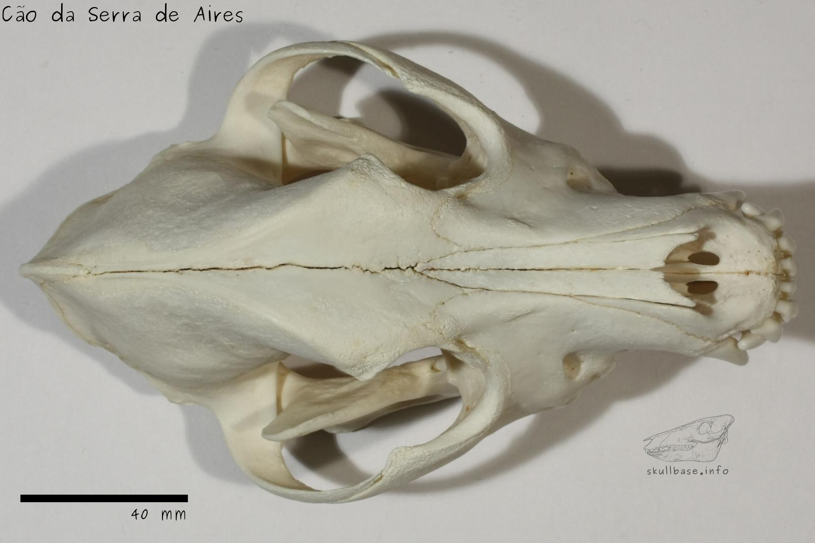 Cão da Serra de Aires (Canis lupus familiaris) skull dorsal view