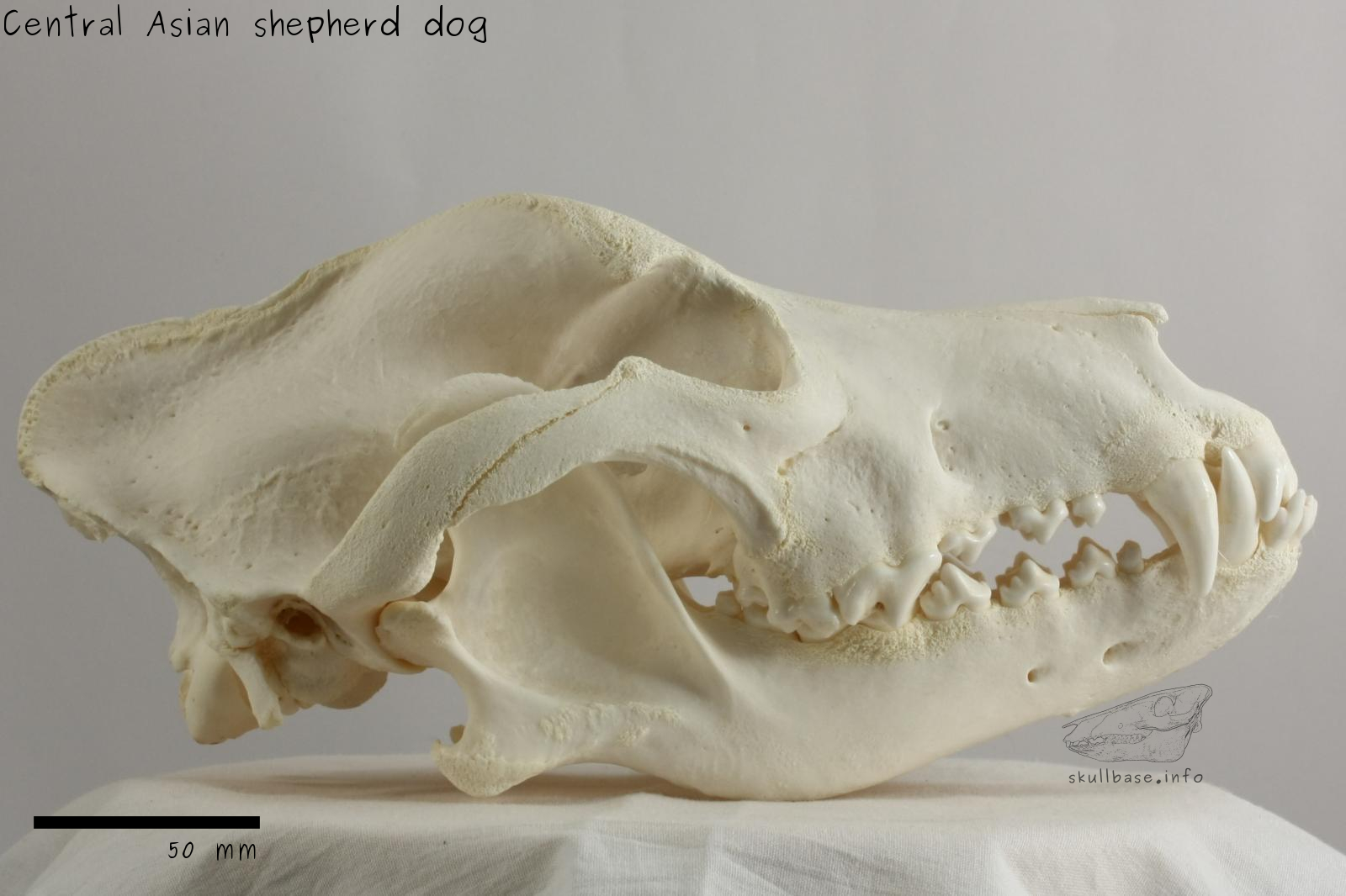 Central Asian shepherd dog (Canis lupus familiaris) skull lateral view