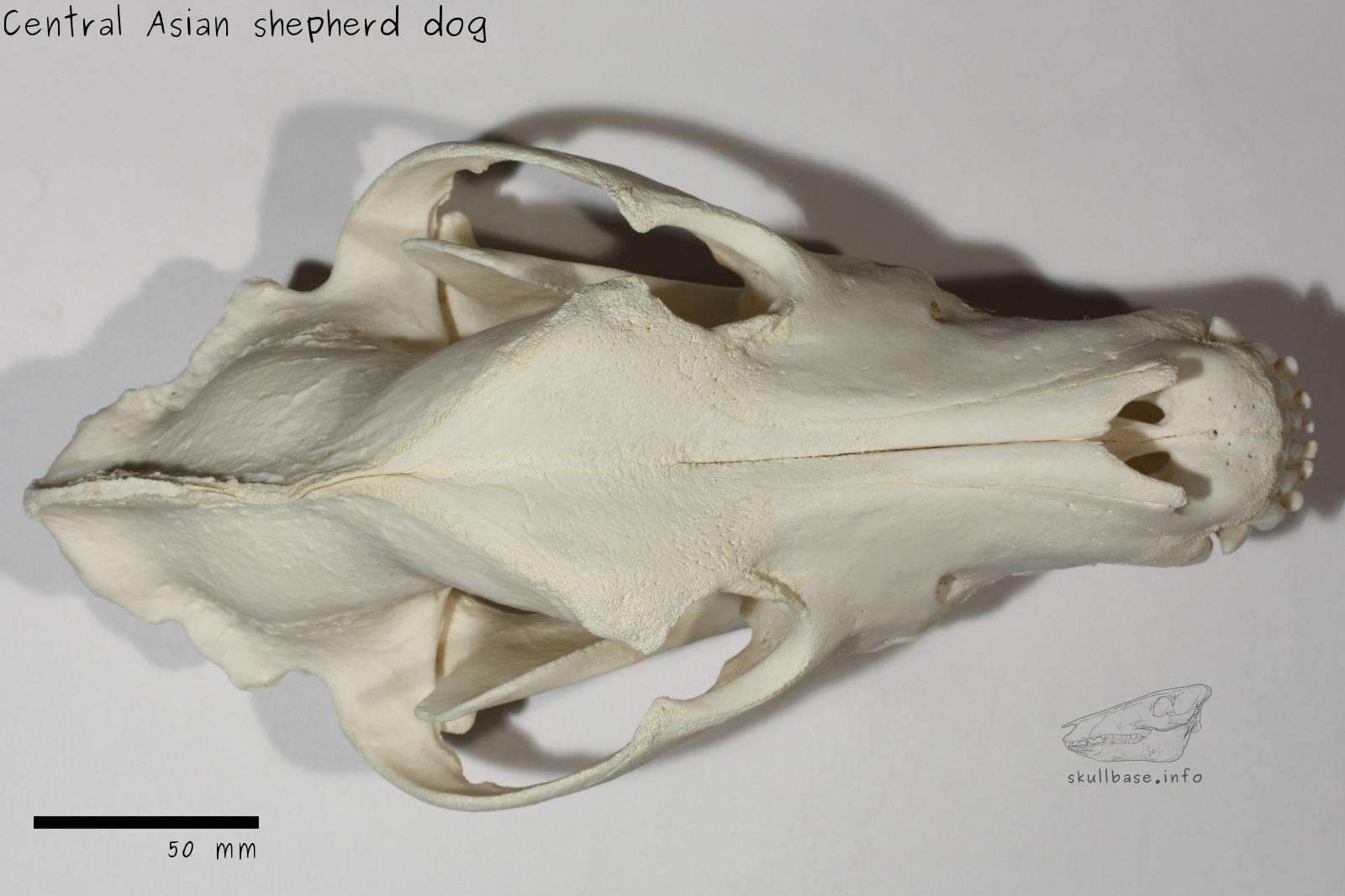 Central Asian shepherd dog (Canis lupus familiaris) skull dorsal view