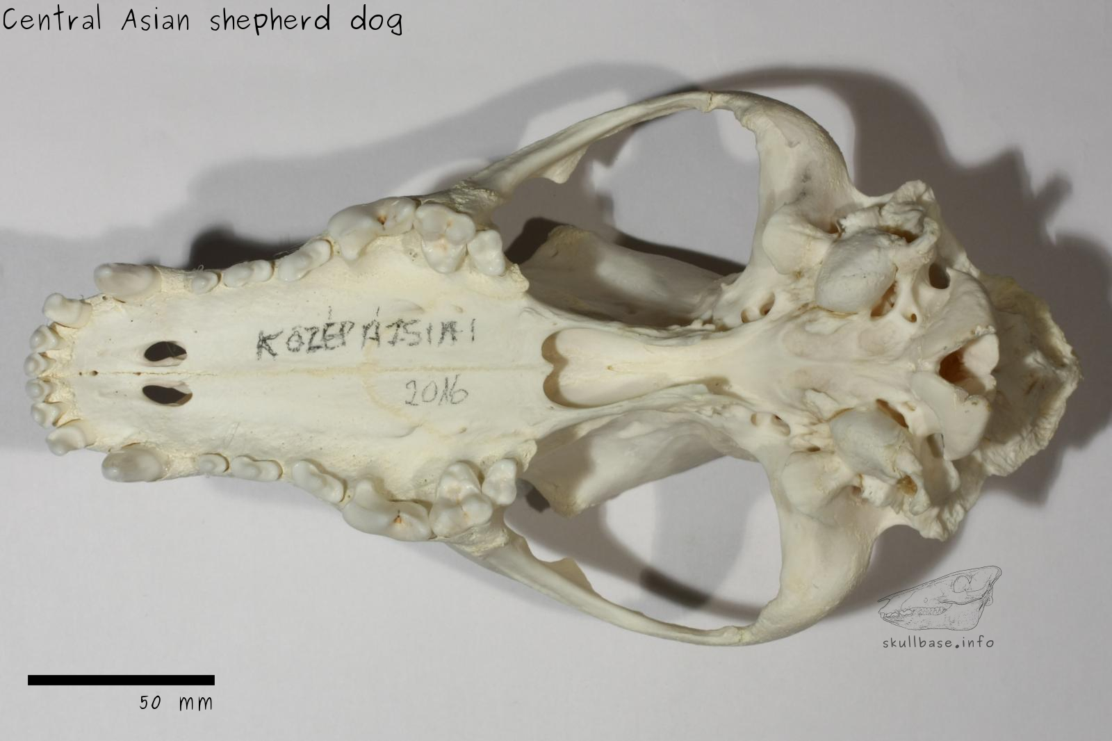 Central Asian shepherd dog (Canis lupus familiaris) skull ventral view