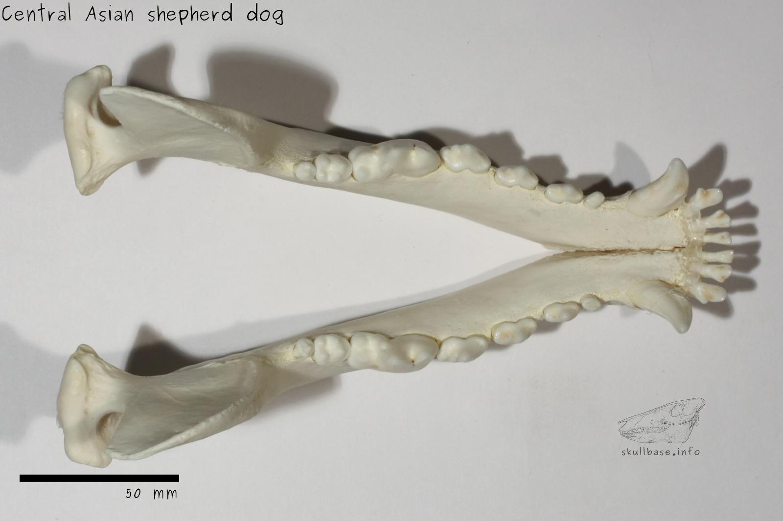 Central Asian shepherd dog (Canis lupus familiaris) jaw