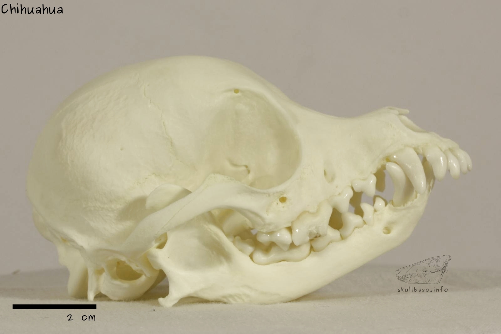 Chihuahua (Canis lupus familiaris) skull lateral view