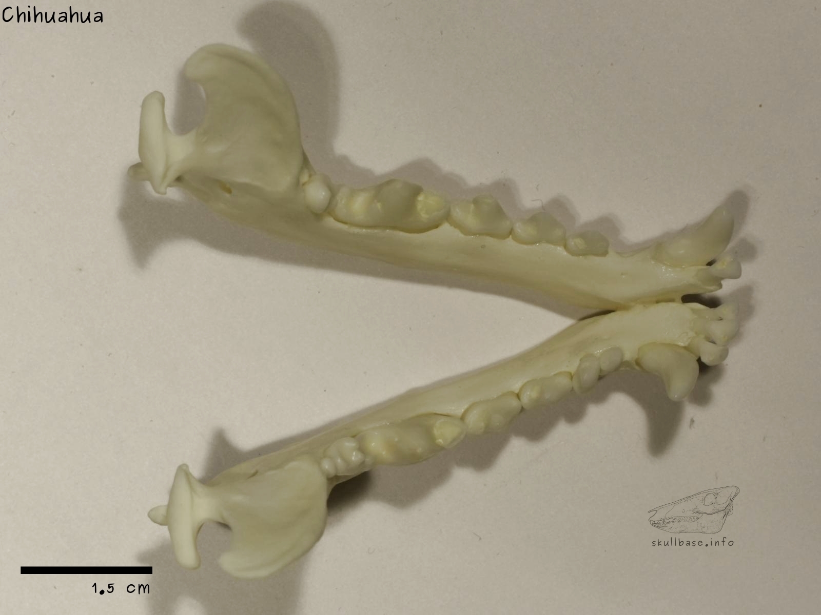 Chihuahua (Canis lupus familiaris) jaw