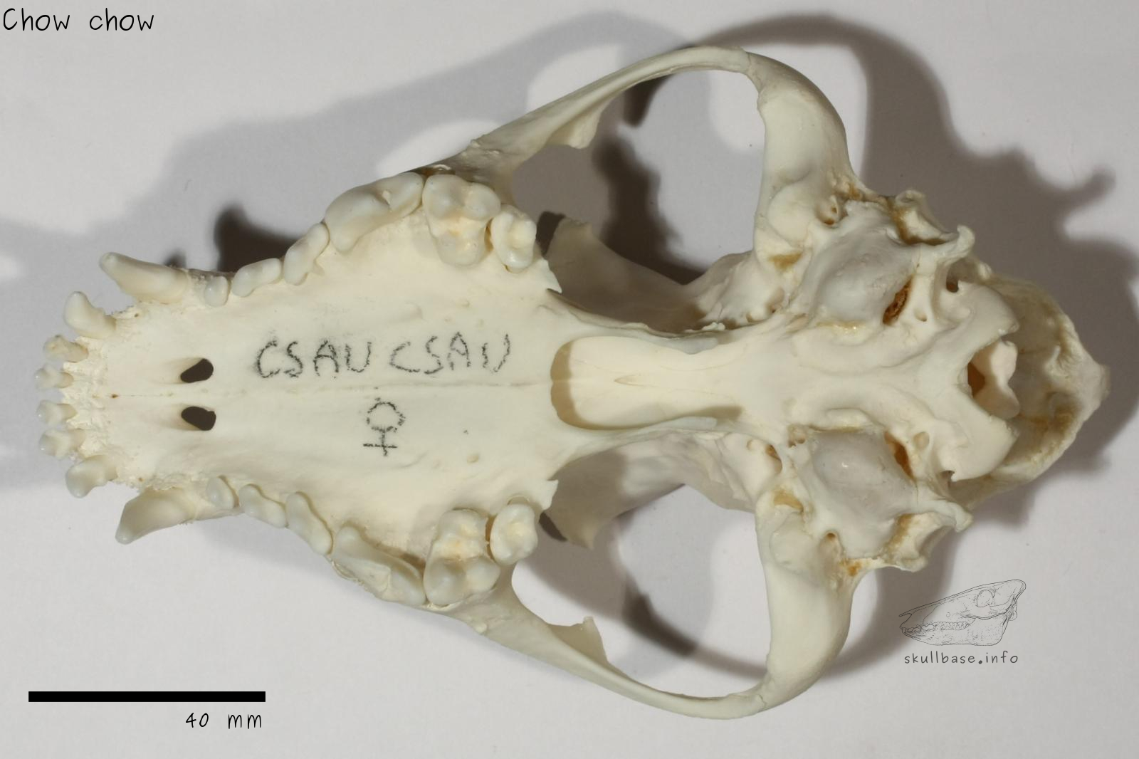 Chow chow (Canis lupus familiaris) skull ventral view
