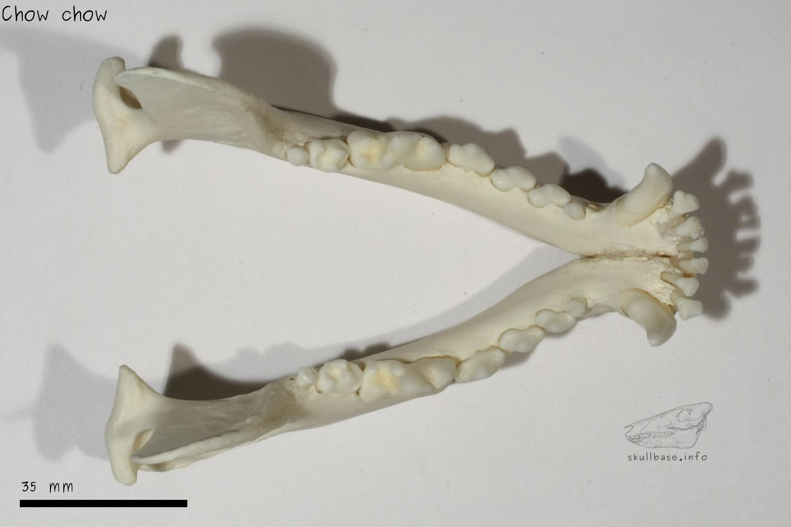 Chow chow (Canis lupus familiaris) jaw