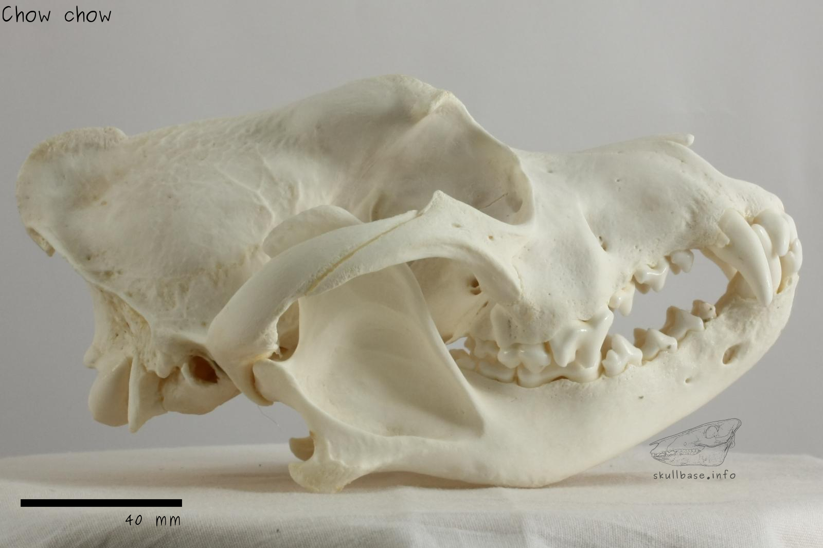 Chow chow (Canis lupus familiaris) skull lateral view