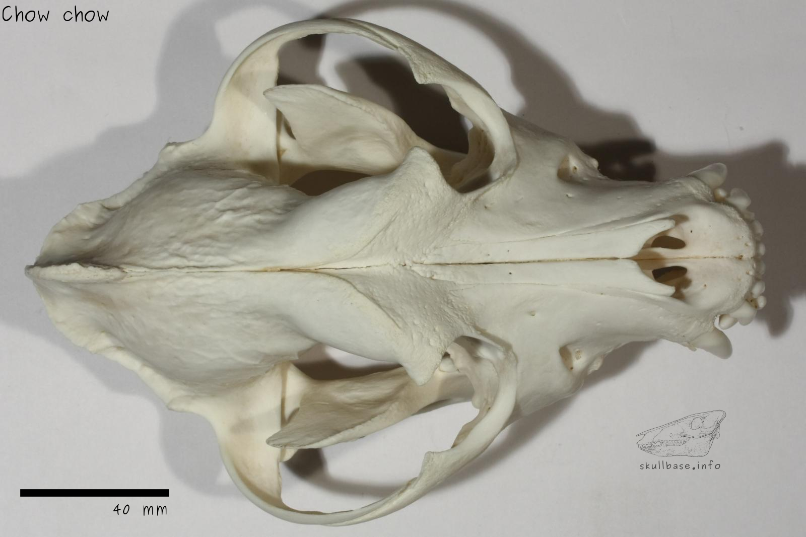 Chow chow (Canis lupus familiaris) skull dorsal view