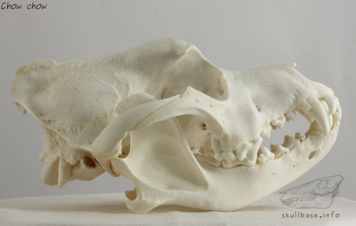 Chow chow (Canis lupus familiaris) skull