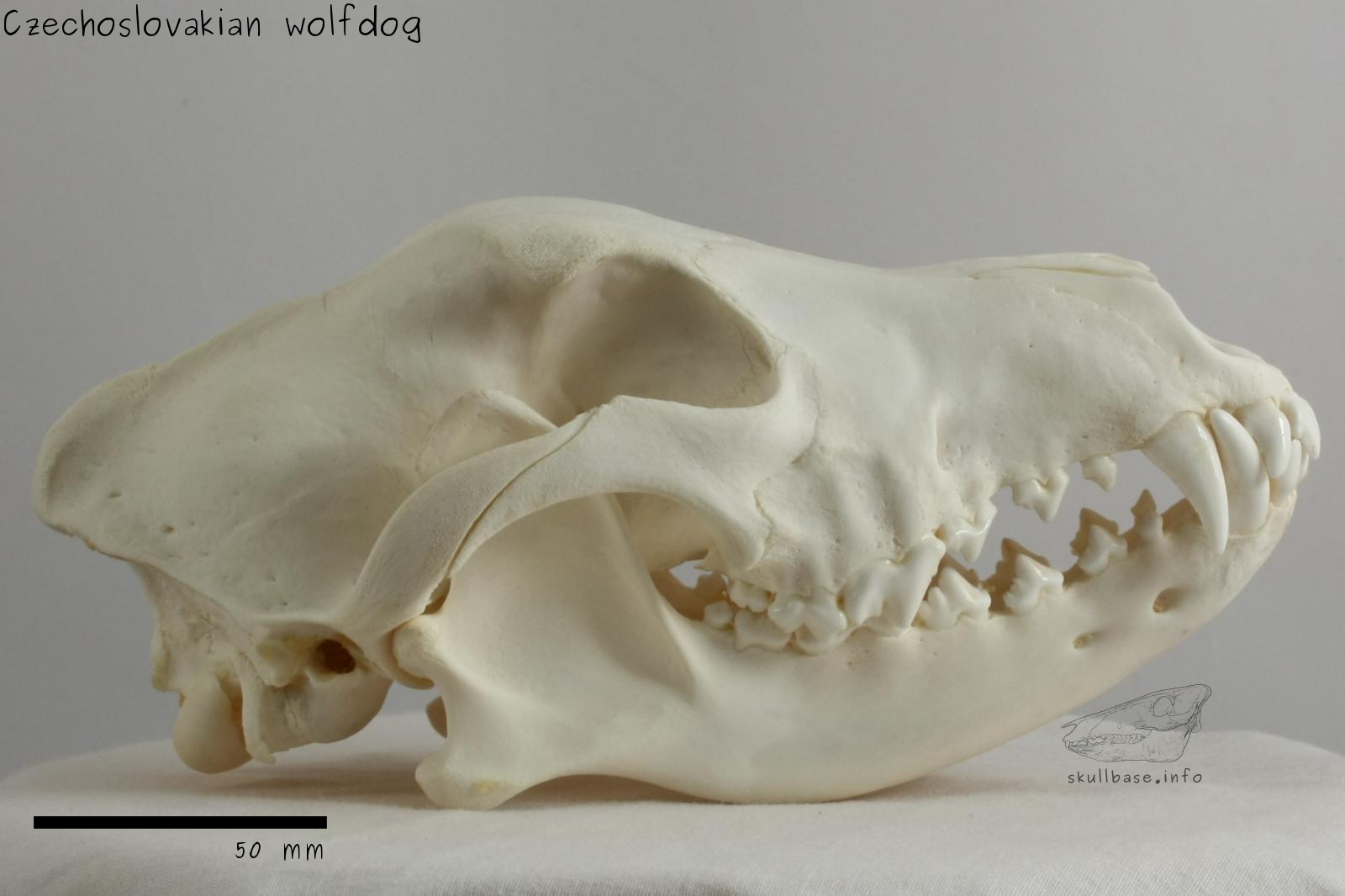Czechoslovakian wolfdog (Canis lupus familiaris) skull lateral view