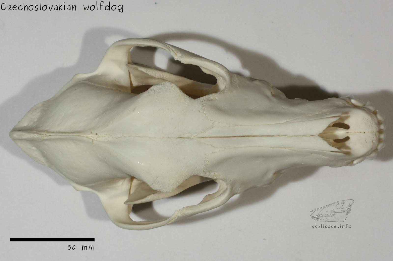 Czechoslovakian wolfdog (Canis lupus familiaris) skull dorsal view