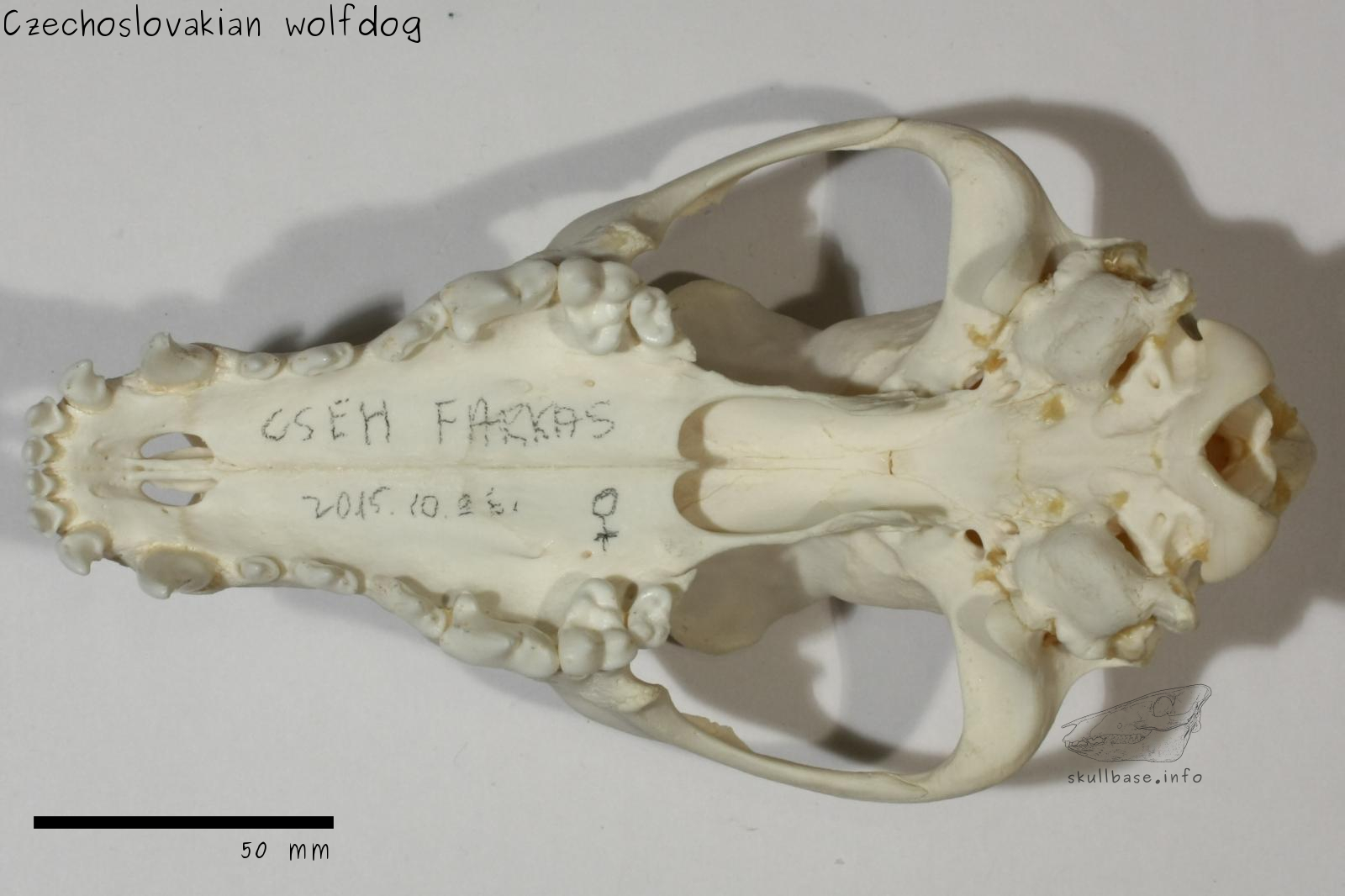 Czechoslovakian wolfdog (Canis lupus familiaris) skull ventral view