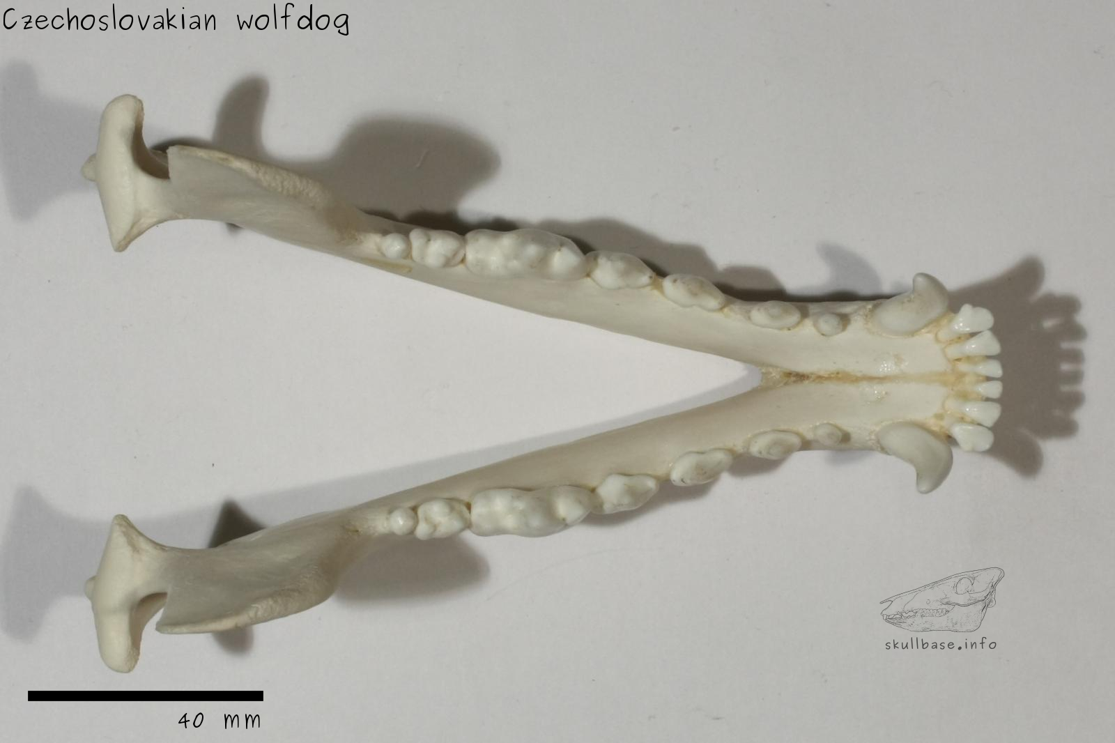 Czechoslovakian wolfdog (Canis lupus familiaris) jaw