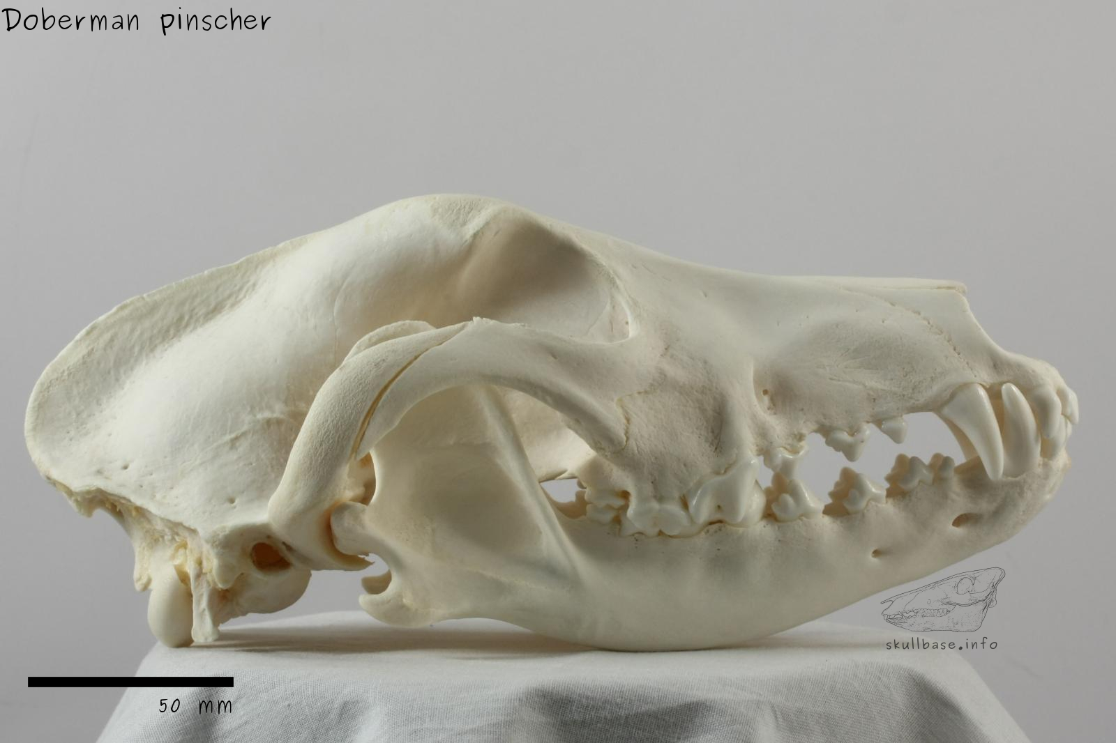 Doberman pinscher (Canis lupus familiaris) skull lateral view