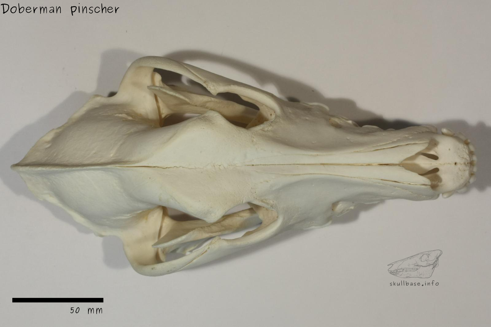 Doberman pinscher (Canis lupus familiaris) skull dorsal view