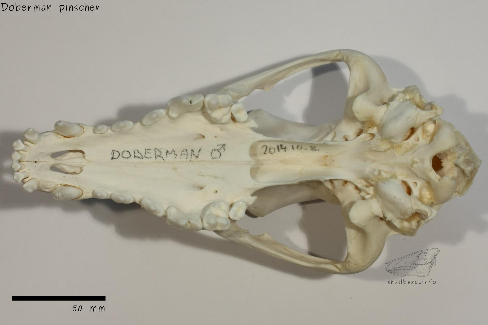 Doberman pinscher (Canis lupus familiaris) skull ventral view