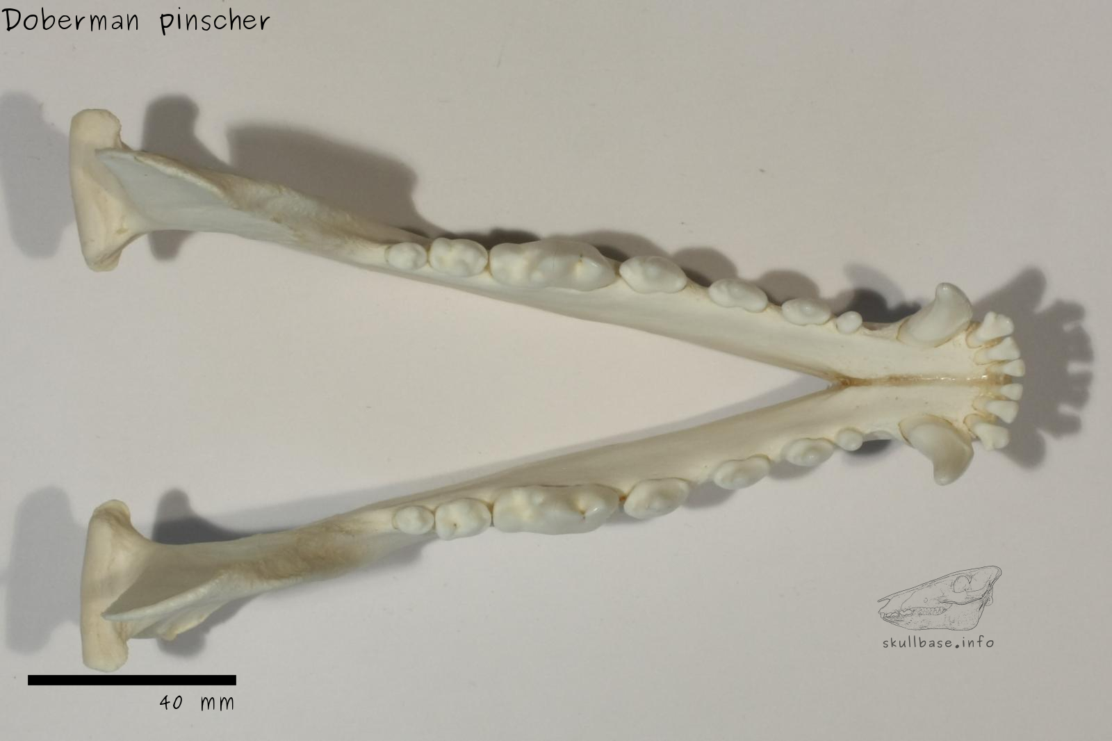 Doberman pinscher (Canis lupus familiaris) jaw