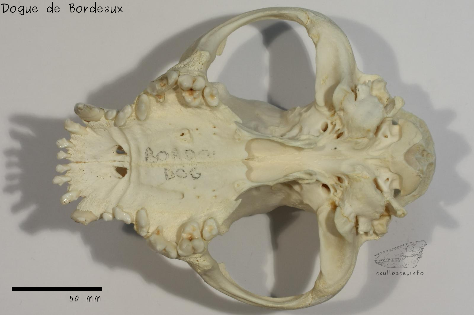 Dogue de Bordeaux (Canis lupus familiaris) skull ventral view
