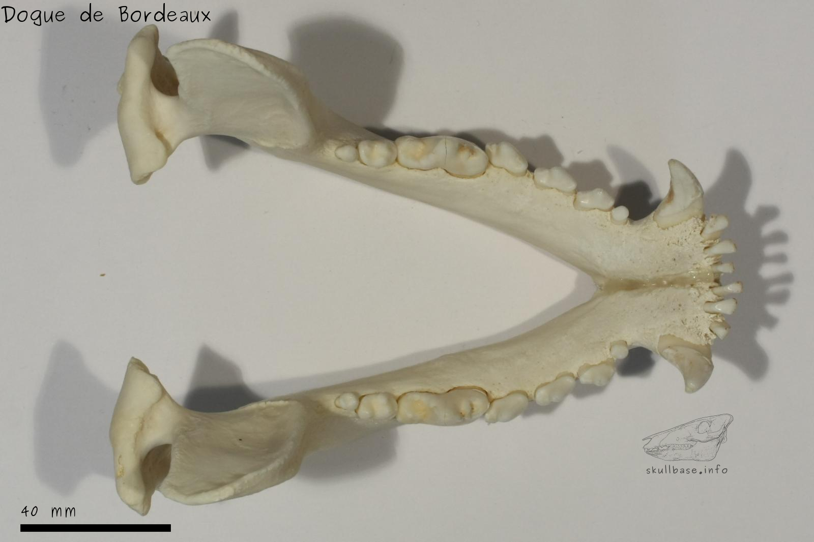 Dogue de Bordeaux (Canis lupus familiaris) jaw