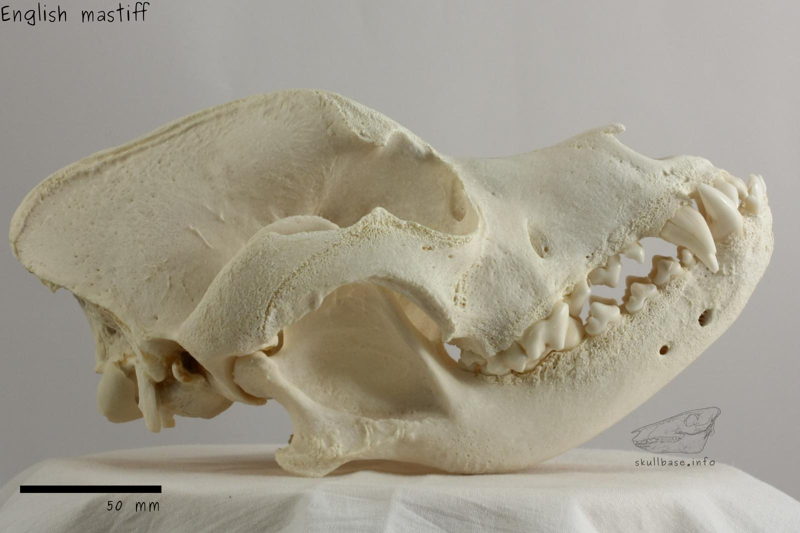 English mastiff (Canis lupus familiaris) skull lateral view
