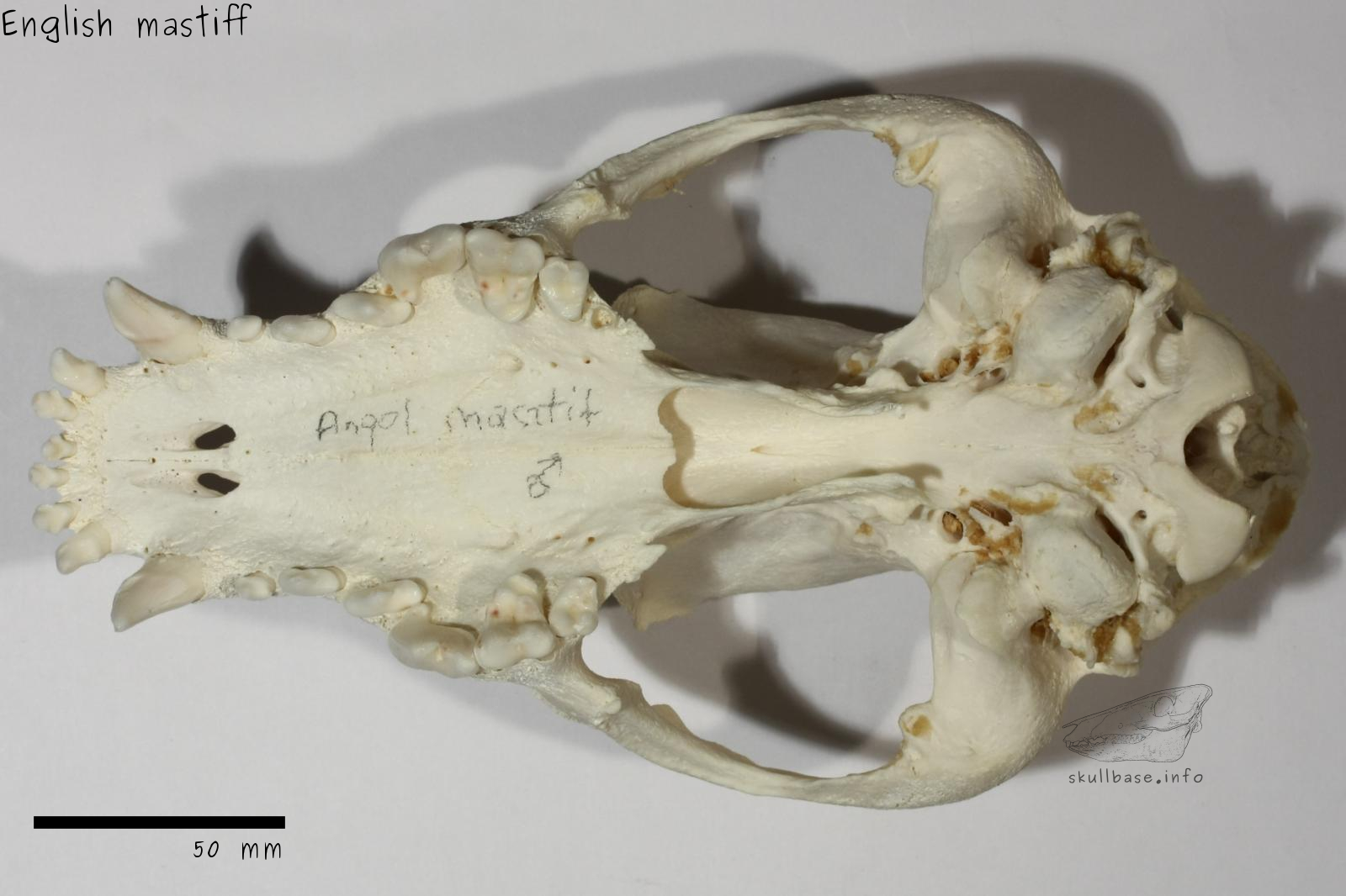 English mastiff (Canis lupus familiaris) skull ventral view