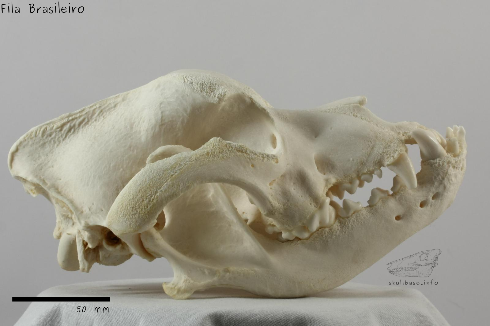 Fila Brasileiro (Canis lupus familiaris) skull lateral view