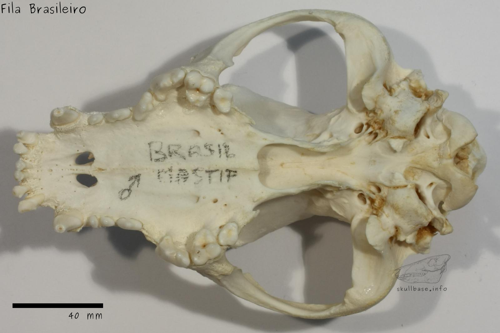 Fila Brasileiro (Canis lupus familiaris) skull ventral view